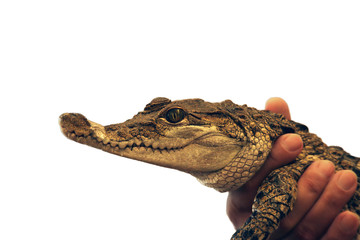 Baby of Philippine crocodile (Crocodylus mindorensis) is took in the hands of the man