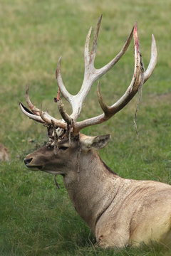The big male of Bactrian deer (Cervus elaphus bactrianus), detail of head with antlers with green background