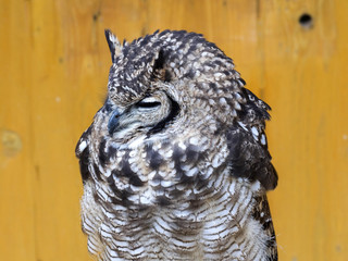 Spotted Eagle-owl, Bubo africanus, African Night Owl