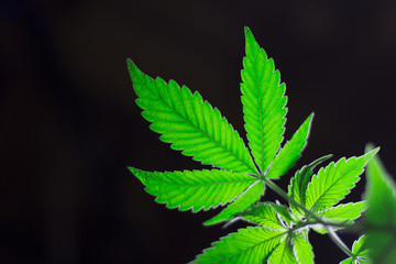 marihuana canabis weed leaves