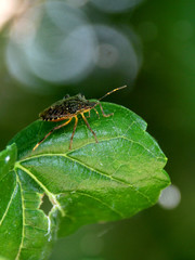 A stink bug ( Halyomorpha halys ) sittin on the leaves of a paper mulberry tree ( Broussonetia papyrifera) in front of bokeh in sunlight