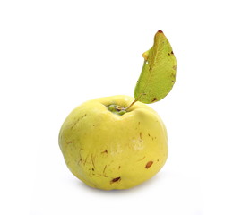 Quince with twig and leaves isolated on white background