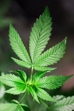 marihuana canabis weed leaves