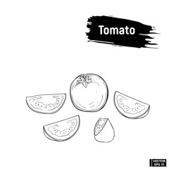 Tomato sketch hand drawing