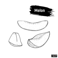 Sketch melon, hand drawing.