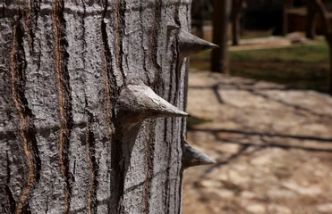 Papier Peint photo autocollant Baobab Closeup of the thorns of Ceiba