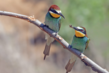 beautiful colorful birds the bee-eaters sitting on a tree branch
