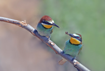 beautiful colorful birds the bee-eaters sitting on a tree branch