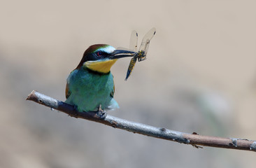 beautiful colorful birds the bee-eaters sitting on a tree branch