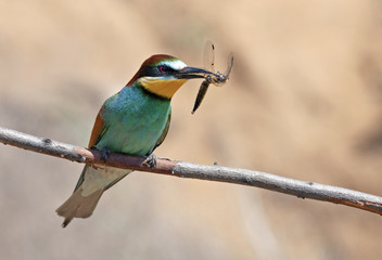 beautiful colorful birds the bee-eaters sitting on a tree branch