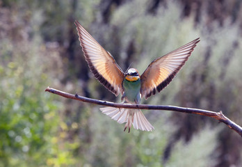 beautiful colorful birds the bee-eaters sitting on a tree branch