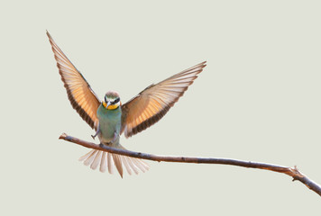 Obraz premium beautiful colorful birds sitting on a tree branch, isolated background