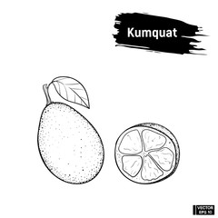 Sketch of fruit Kumquat outline.