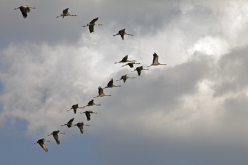 a flock of beautiful storks in the sky