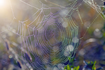 the spider web at dawn in the dew drops