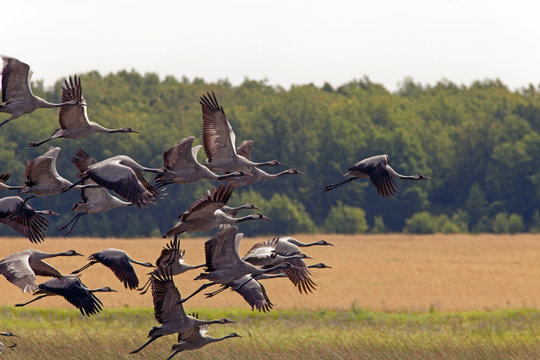 Black storks fly over yellow fields