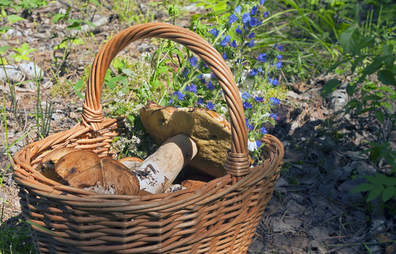 edible mushrooms are collected in the wicker basket