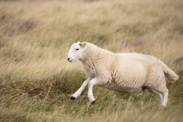 Obraz premium Countryside Landscape of Wales
