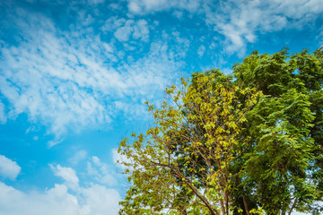 Spring Foliage