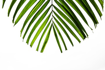 palm leaf isolated on white background