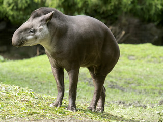 male South American tapir, Tapirus terrestris, are fed with grass
