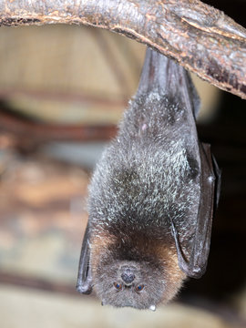 Rodrigues fruit bat, Pteropus rodricensis, is very rare in nature