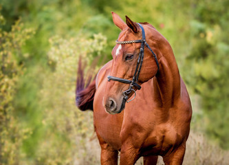 Beautiful red horse posing for portrait