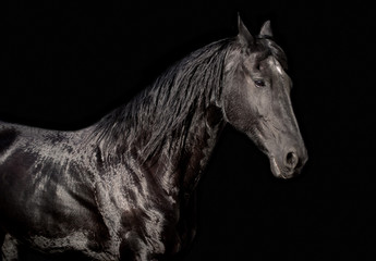 Fototapeta na wymiar Beautiful Friesian mare posing for a portrait