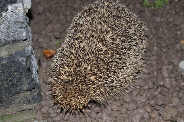 hedgehog