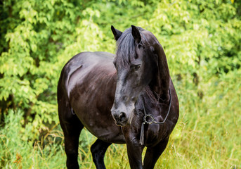 Beautiful Friesian mare posing for a portrait