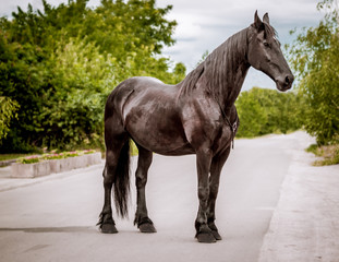 Beautiful Friesian mare posing for a portrait