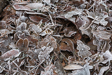 Frosty leaves on the ground, Icy during a cold winter