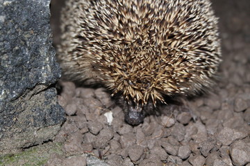 hedgehog
