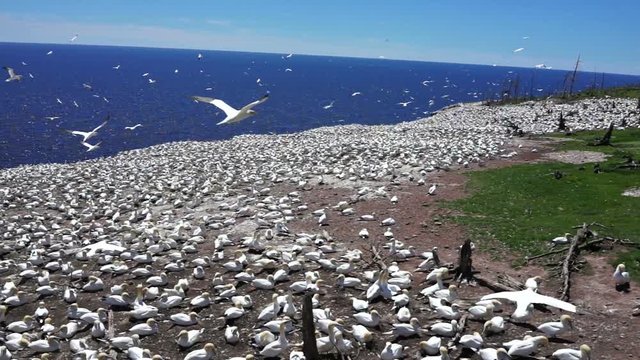 Aerial view of white Gannet bird colony nesting on cliff on Bonaventure Island in Perce, Quebec, Canada by Gaspesie, Gaspe region