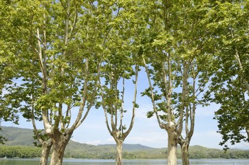 Trees next to the lake of Banyoles, Girona, Spain