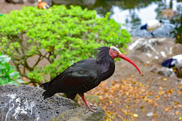 ホオアカトキ