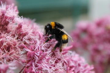 bumblebee