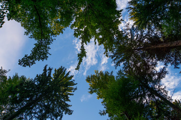 Black Forest Germany clearing with tall tree trunks and green leaves and blue sky