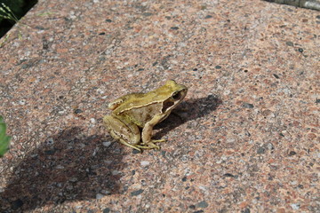 brown frog