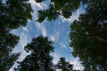 Black Forest Germany at clearing with blue sky and natural tall trees at dawn