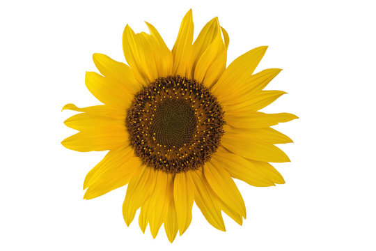 yellow beautiful sunflower flower on a white background