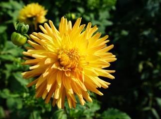 Beautiful dahlia flower in a botanical garden in summer
