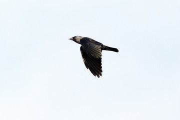 Jackdaw (Corvus monedula).