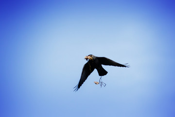 Jackdaw (Corvus monedula).