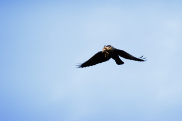 Fototapeta na wymiar Jackdaw (Corvus monedula).