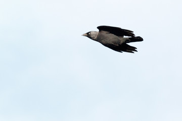 Jackdaw (Corvus monedula).