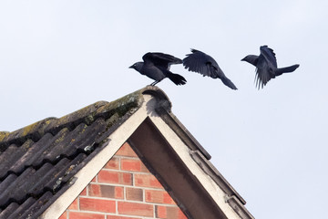 Jackdaw (Corvus monedula).