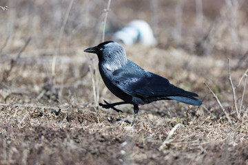 Jackdaw (Corvus monedula).