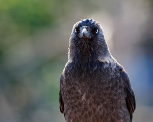 Jackdaw (Corvus monedula).