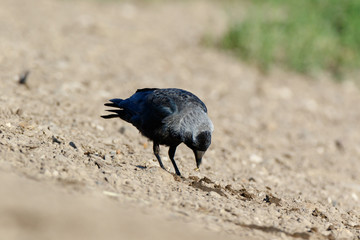 Jackdaw (Corvus monedula).
